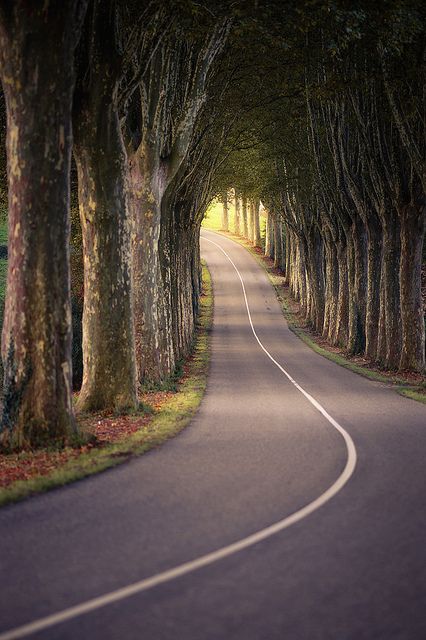 winding road through trees